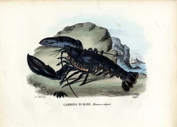Krustentiere, 1863-79